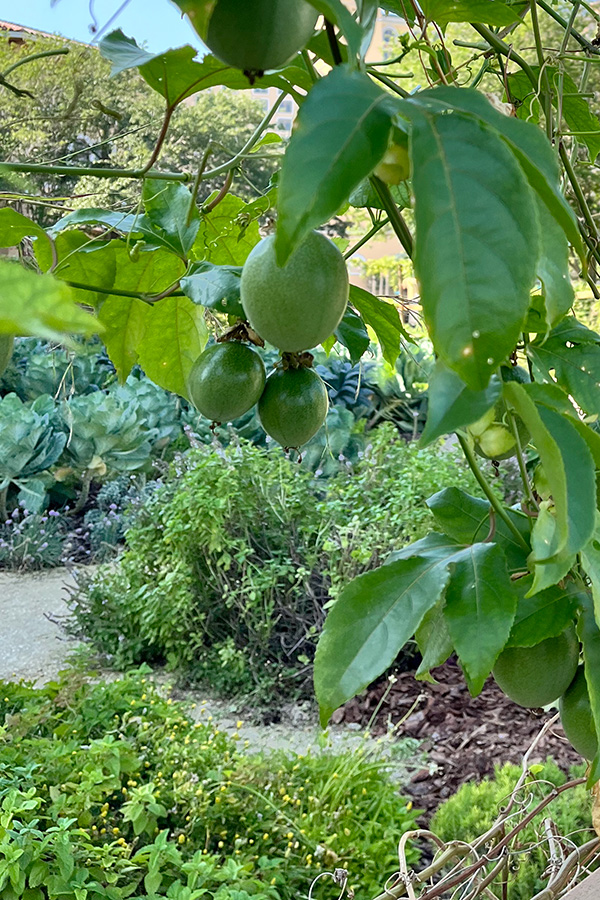 Photo of green fruits in the foreground and an herb garden in the background.
